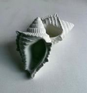 Wild Shell Pot